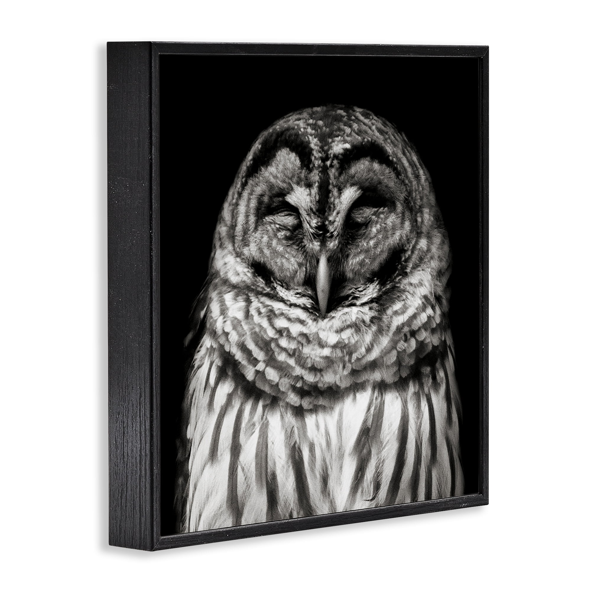 Stupell Industries Sleeping Owl Portrait Animals & Insects Photography Black Framed Art Print Wall Art, 17 x 17