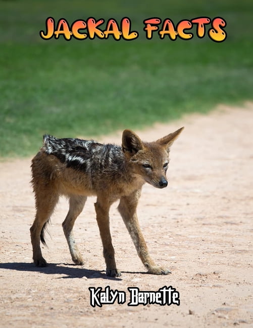 Jackal Facts : JACKAL fact for girl age 1-10 JACKAL fact for boy age 1-10 facts about all about JACKAL (Paperback) Jackal Facts : JACKAL fact for girl age 1-10 JACKAL fact for boy age 1-10 facts about all about JACKAL (Paperback)