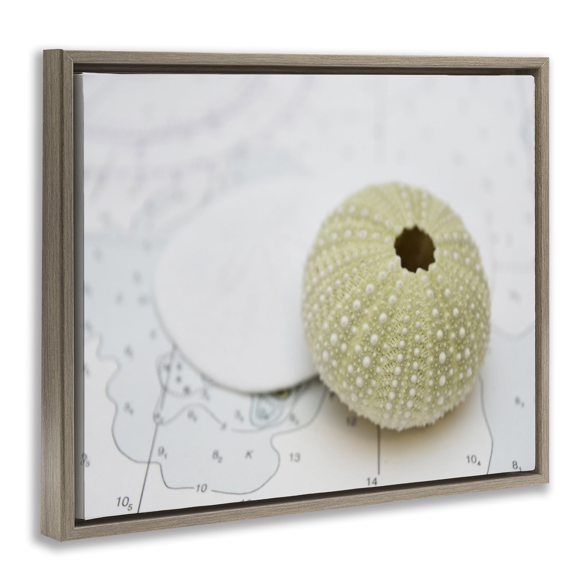 Stupell Industries Aquatic Sea Urchin Nautical & Beach Photography Brown Floater Framed Canvas Art Print Wall Art, 31 x 25