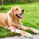 thumbnail image 5 of Manga de Recuperación para Perros Suave y Transpirable Coderas de Algodón y Poliéster con Tirantes de Malla para las Piernas Cojín Grueso para una Protección Cómoda y de ANGGREK Otros, 5 of 8