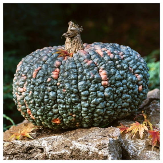 Everwilde Farms - 1 lb Marina De Chioggia Winter Squash Seeds - Gold Vault Bulk Seed Packet