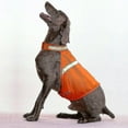 thumbnail image 5 of RAIN Dog Jacket High Visibility Safety Reflective Dog Vest For Small Medium Large Dogs, 5 of 5