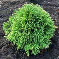 thumbnail image 6 of RedCrocus Cryptomeria japonica 'Black Dragon' Live Plant - Compact Japanese Cedar, Dark Green-Black Foliage, Evergreen Conifer for Containers & Small Gardens  10 Gallon Nursery Pot, 6 of 7