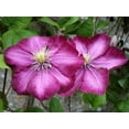 thumbnail image 3 of Clematis Ville de Lyon - 5 Live Plants in 4 Inch Growers Pots - Clematis 'Ville de Lyon' - Starter Plants Ready for The Garden - Beautiful Red Flowering Vine, 3 of 5