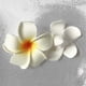 thumbnail image 4 of 20 Pieces Water Floating Plumeria Artificial Flower Frangipani For Pool, 4 of 5