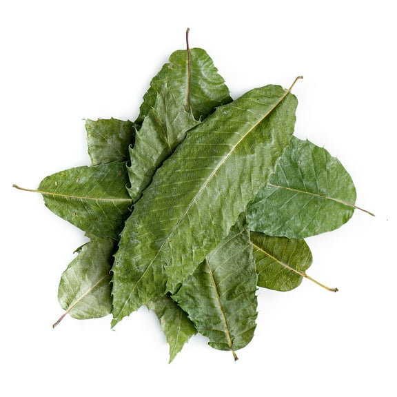 Horse Chestnut Herb Tea - Chestnut Tea 100g