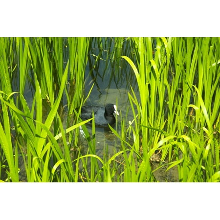 LAMINATED POSTER Coot Duck Water Bird Ralle Reed Fulica Atra Poster Print 11 x 17
