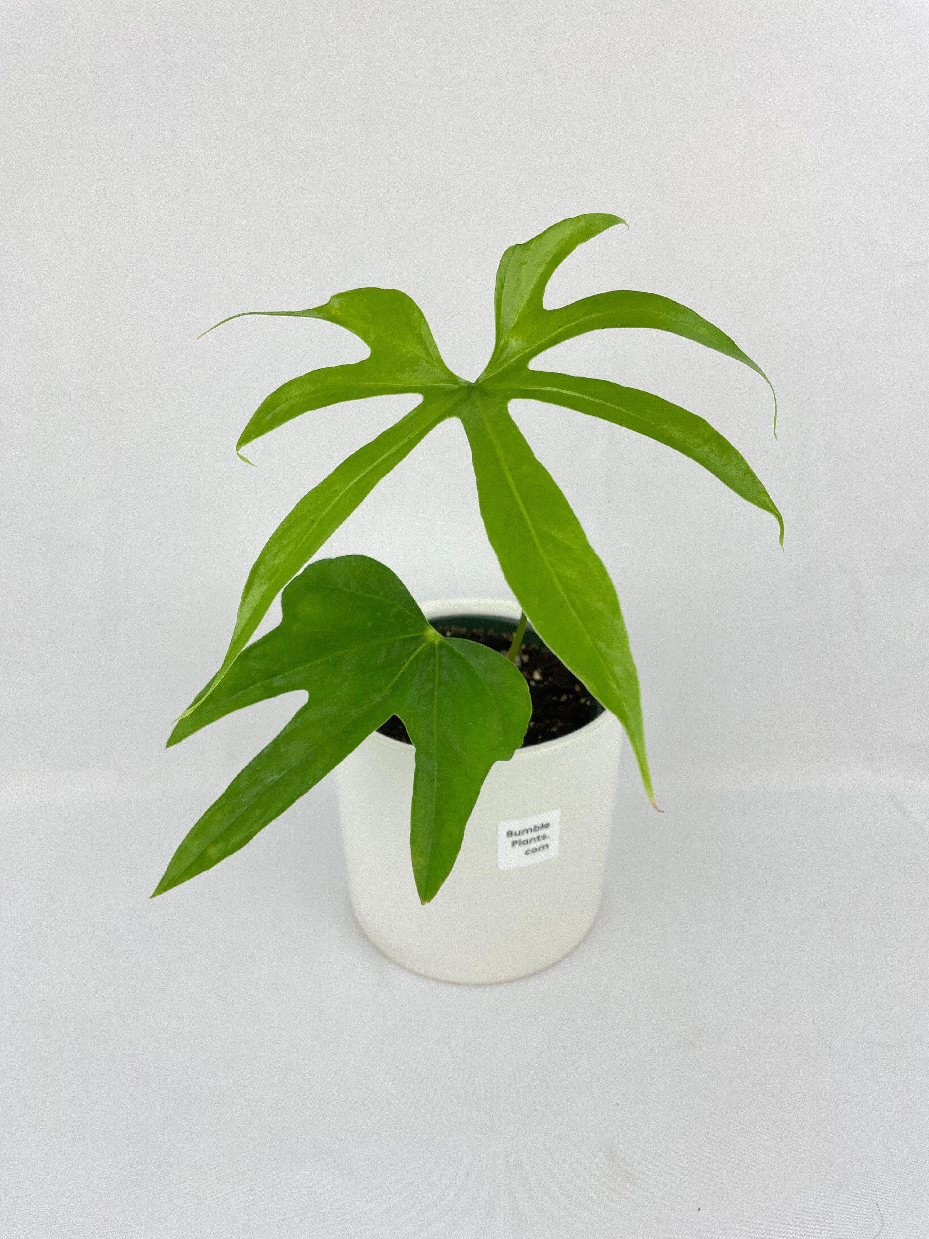 Bumble Plants Anthurium Pedatoradiatum - Full Live Colorful Houseplant in Nursery Pot, Easy Care, Indoor Plant for Beginners