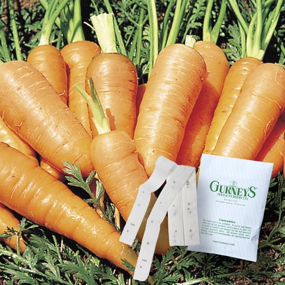 Gurney's Danver's Half Long Carrot Seed Tapes - 2 seed tapes measuring 7.5 feet long each