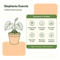 thumbnail image 5 of Stephania Erecta, Tropical Caudex Houseplant‑Effortless Raise‑Minimal Upkeep‑Ideal for Tabletop, Plant Pots & Planters, 5 of 7