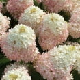 thumbnail image 4 of National Plant Network 1 gal Live Shrub Hydrangea Sweet Starlight Condition with Full Sunlight, 4 of 6