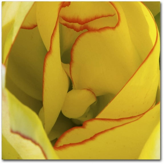 Trademark Fine Art "Inside a Beautiful Tulip" Canvas Art by Kurt Shaffer