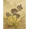 thumbnail image 2 of Vision Studio 12x14 Black Ornate Wood Framed with Double Matting Museum Art Print Titled - Alpine Florals I, 2 of 4