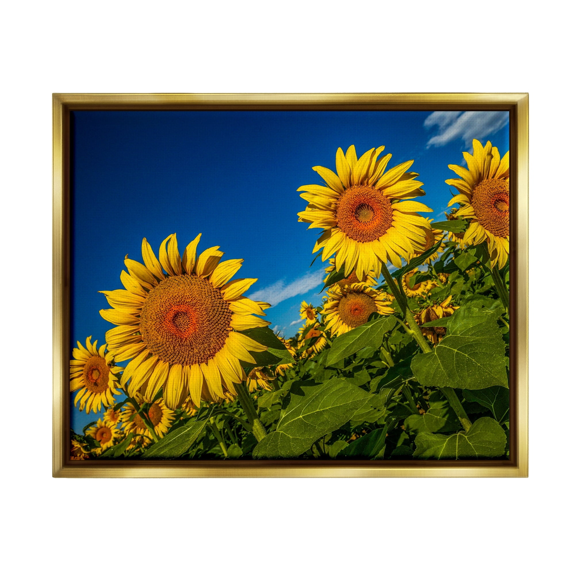 Stupell Industries Gorgeous Sunflower Field Summery Blue Clouds Sky Photograph Metallic Gold Floating Framed Canvas Print Wall Art, Design by Steve Smith