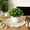 🎁 Green_New#756, variant on Artificial Potted Plant for Home Decor – Small Fake Green Bonsai with Plastic Leaves for Desk, Living Room, Office, Shelf, or Window Sill