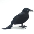 thumbnail image 4 of Youkk Unique Simulation Crow Animal Model For Halloween Decoration Or Horror Themed Events With High Straight crow 1Set, 4 of 6