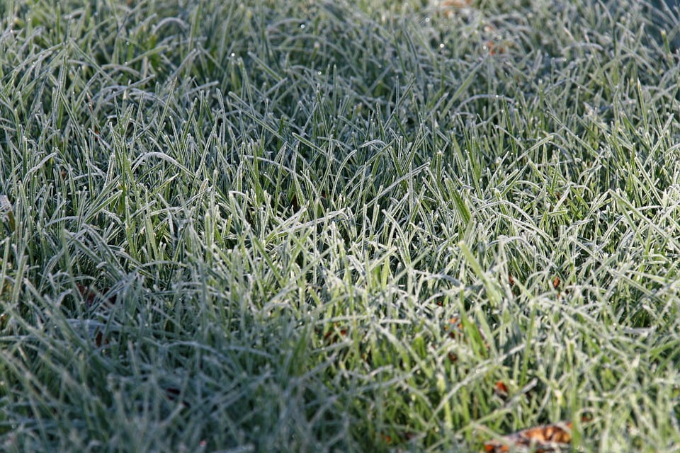 LAMINATED POSTER Grasses Cold Frost Hoarfrost Grass Ice Nature Poster