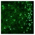 thumbnail image 5 of 100 Green LED Net Lights, 4 x 6 ft Green Wire Outdoor Holiday Bush & Hedge Lighting for Christmas Displays, Grade, 5 of 5
