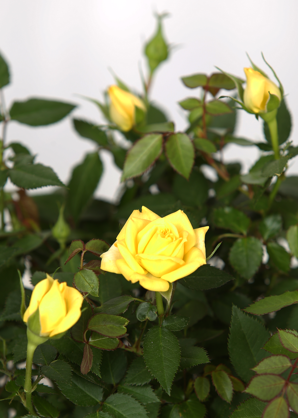 Live 6" Mini Yellow Rose Bush in Copper Comfort and Joy Holiday Gift Container- 6 Inch Indoor Plant