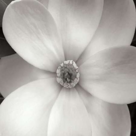 Magnolia Iv Canvas