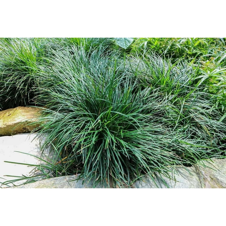 Mondo Grass I 3 Large Gallon Size Plants I Ophiopogon Japonicus I Live Dense, Evergreen Ground Cover Plant, Ideal for Edging, Borders, and Ornamental