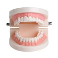 thumbnail image 3 of Modèle de Dentier Dentaire Standard Audlt Outil d'Enseignement Médical Modèle de Dents, 3 of 6