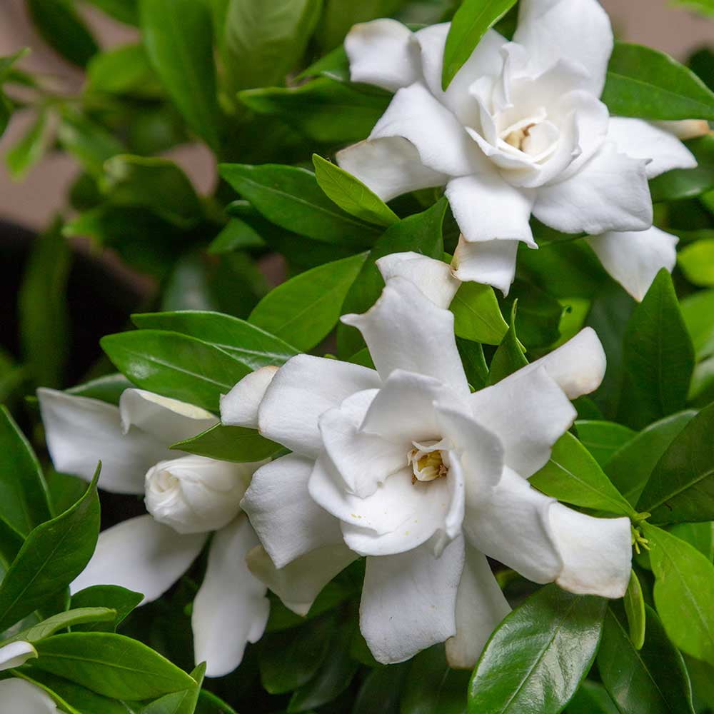 Southern Living Fool Proof Gardenia Live Shrub in 2-Gallon Grower Pot