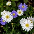 thumbnail image 2 of Colorful Mixed Anemone Blanda, 30 Bulbs - Blue, Purple & White Flowers - Attracts Butterflies, Bees & Hummingbirds, 2 of 6