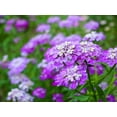 thumbnail image 6 of 2000 TALL MIX CANDYTUFT Iberis Umbellata Mixed Colors Ground Cover Flower Seeds, 6 of 10