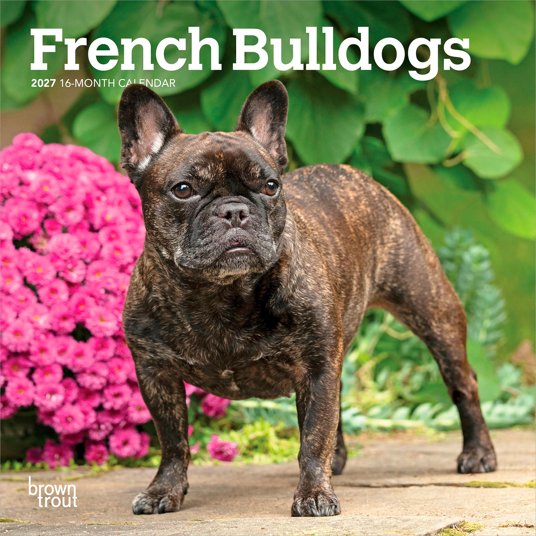 French Bulldogs 2027 Mini