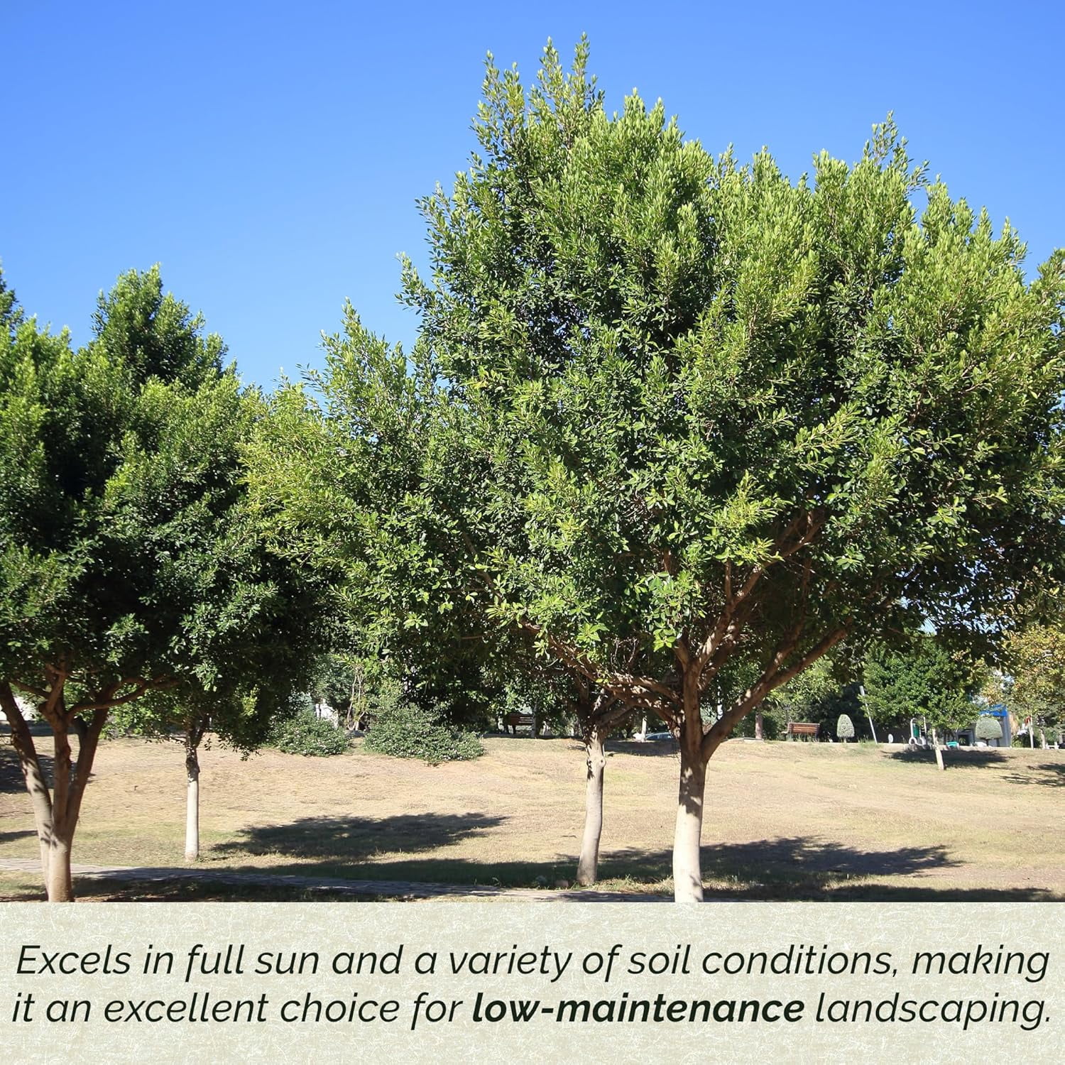 3 Indian Laurel Figs – Live Ficus Nitida Plant – Hardy Evergreen Tree in 2.5” Nursery Cubes – Fast-Growing & Highly Adaptable for Hedges, Screens & Shade