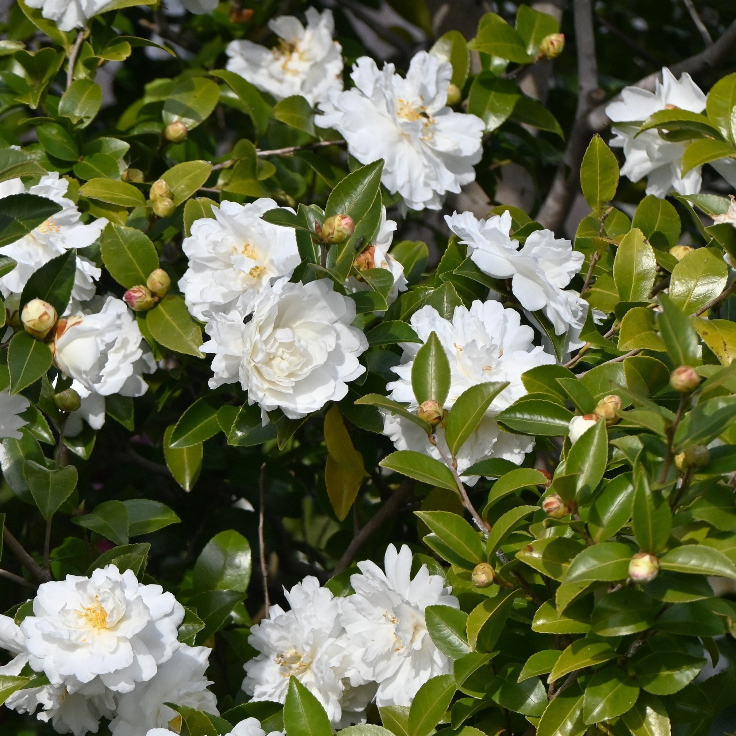 National Plant Network 3 gal. Camellia Sasanqua Asakura Shrub