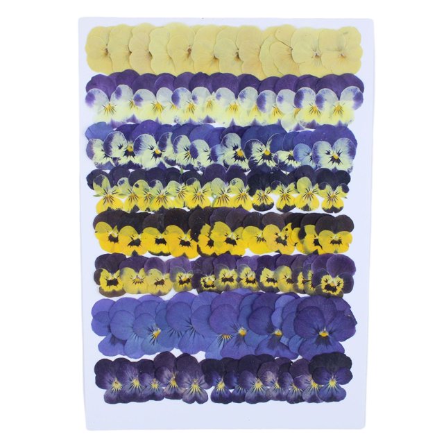 tredstone Pressed Dried Flowers, Flowers, Accessories. Yet And Decorating, Prom Decorations, Resin Projects. Vibrant Colors Colorful 96 Film(A)