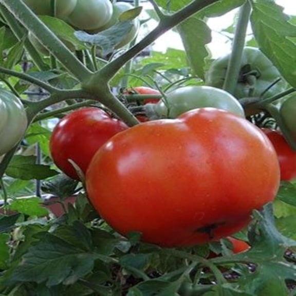 PAPAW'S GARDEN SUPPLY LLC. HELPING THE NEXT GENERATION GROW!  Hybrid Tomato Seeds 1 Pack 20 Seed Ct.