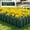 D, variant on Orangide Decorative Garden Fence Picket Edgings for Lawns Flowerbeds Plants Borders, Yard Border Fencing for Outdoor Spring Summer