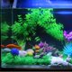 thumbnail image 4 of Rium Césped Artificial 30 Cm Peces Realista para La Los Pisos Aqua, 4 of 5