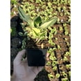 thumbnail image 4 of 5 Minute Man Hosta in 3.5 inch pots, 4 of 4