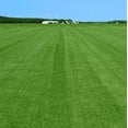 thumbnail image 3 of 3000 Seeds Emerald Zoysia Grass Seeds for Planting, Zenith Zoysia Seeds for Lawn, Easy to Grow, 3 of 6