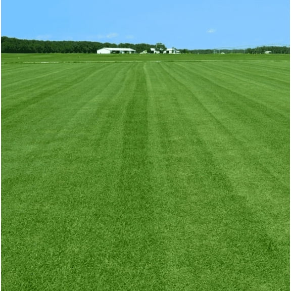 4000 Seeds Emerald Zoysia Grass Seeds for Planting, Zenith Zoysia Seeds for Lawn, Easy to Grow