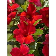 Mandevilla Tropical Plant, Giant Crimson Red Flower, Lot of 2 Starter Plants