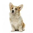 thumbnail image 2 of Welsh Corgi Pembroke 7 Wall Mural by Wallmonkeys Peel and Stick Graphic (18 in H x 15 in W) WM15586, 2 of 4