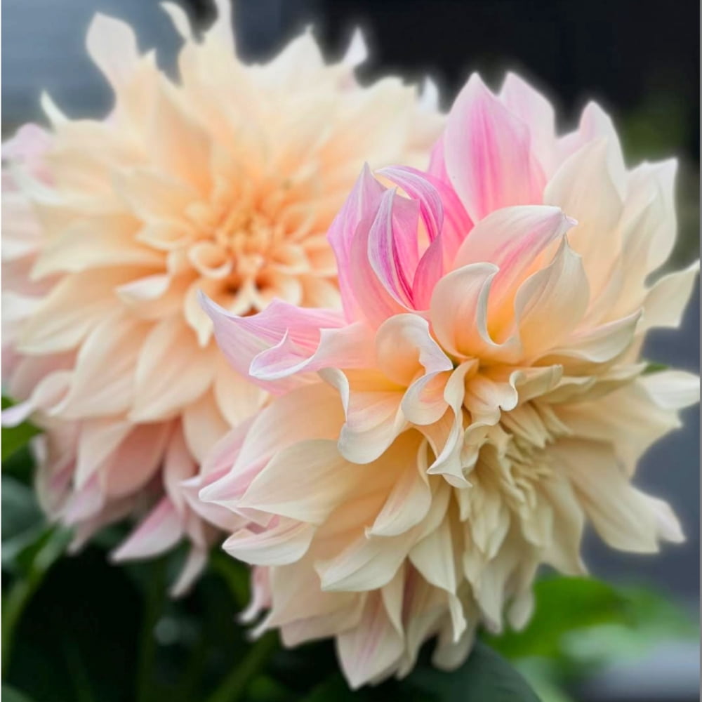 40 Seeds - Dahlia Mix - Pollinator Friendly, Heirloom,, Flower Seeds for Garden Planting