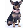 thumbnail image 7 of Golden Spike Collar for Dogs,With traction rope Spiked Dog Collar, Durable PU Leather Studded Dog Collar with Leash, Funny Mushrooms Rivet Small Puppy Pet Cat Adjustable Collar 1Pack, 7 of 7
