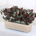 thumbnail image 4 of Rectangular pot Herb pot Houseplant Plastic herb pot for balcony home decoration, 4 of 5