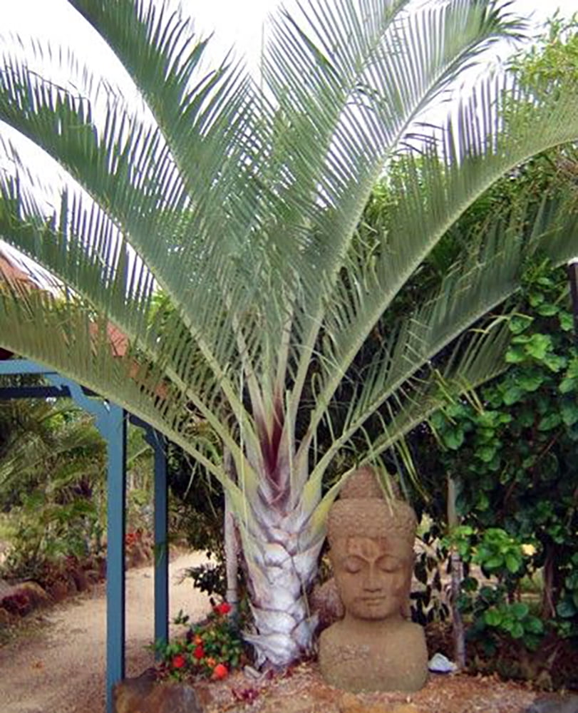 Triangle Palm Dypsis decaryi 4" Pot Unique Shape