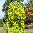 thumbnail image 5 of Expert Gardener 3-4 ft. Golden Falls Redbud Live Tree in 7-Gallon Grower Pot, 5 of 6