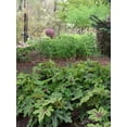 thumbnail image 3 of Southern Living Alabama Sunrise Heucherella Live Perennial in 2.5-Quart Grower Pot, 3 of 11