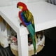 thumbnail image 4 of 2 Piezas Loro Artificial Realista Figura Decorativa de Ave Animal Estatua de Imitación de Animal Prop para Fotografía y Enseñanza Adecuado para, 4 of 9