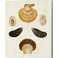 thumbnail image 2 of Great Art Now Knorr Shells A by George Wolfgang Knorr 4 Piece Canvas Art Set Each 12"W x 15"H, 2 of 5