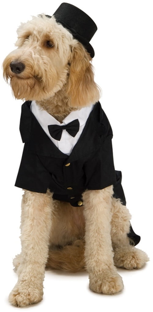 the dapper dog the dapper dog